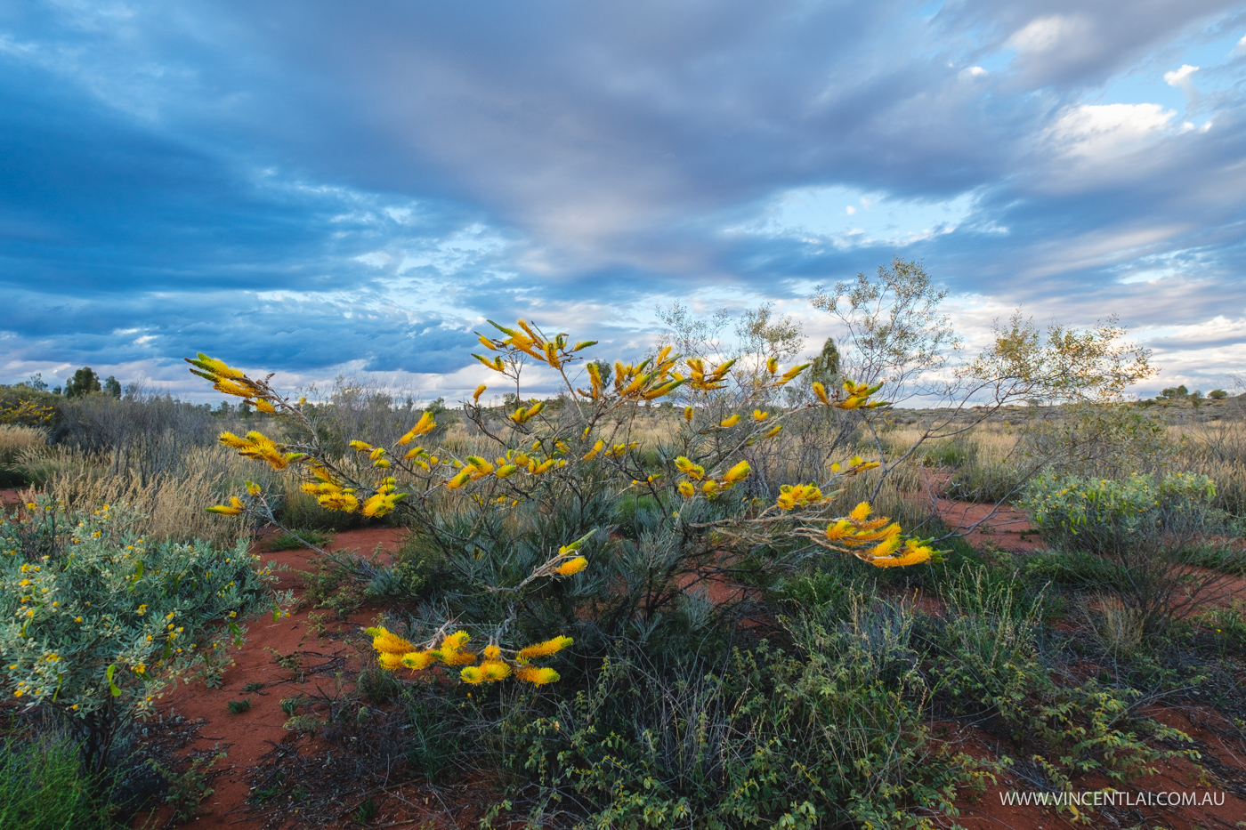 desert flora