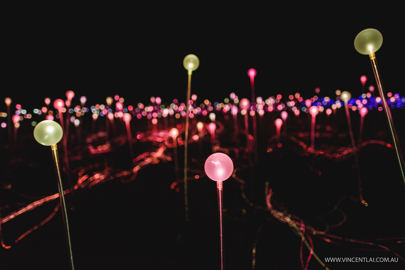 Field of Light Uluru