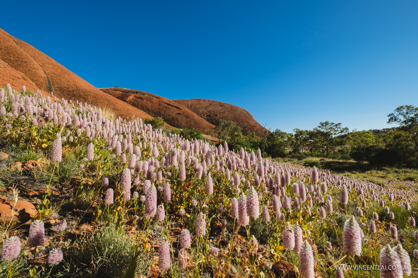 Wild Flowers at Ayers Rock